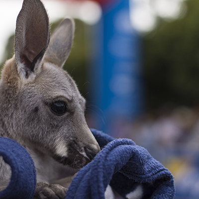 Ziptrak- tour down under 2019